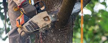 How Our Tree Care Process Works  in  Clyde, NC