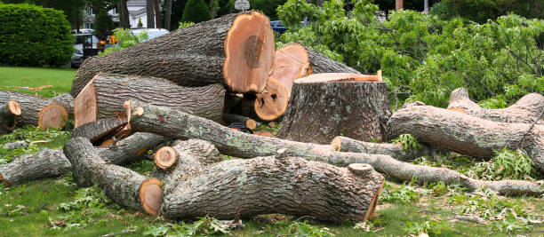 Professional Tree Care in Clyde, NC